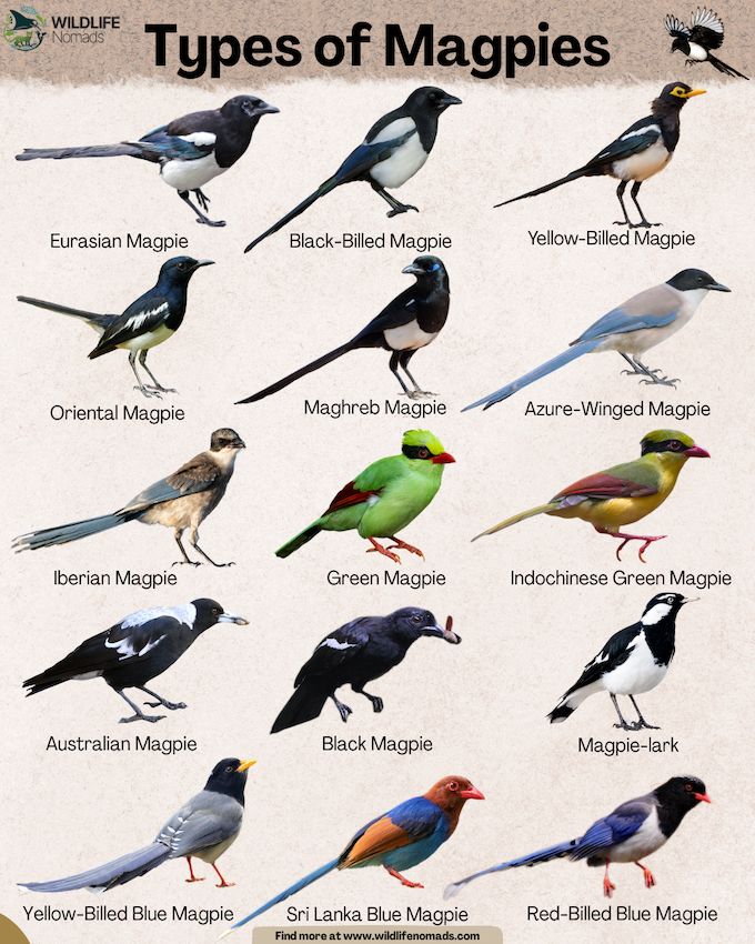Infographic-Types-of-Magpies-by-wildlife-nomads.webp Types of Magpies infographic showing 15 species