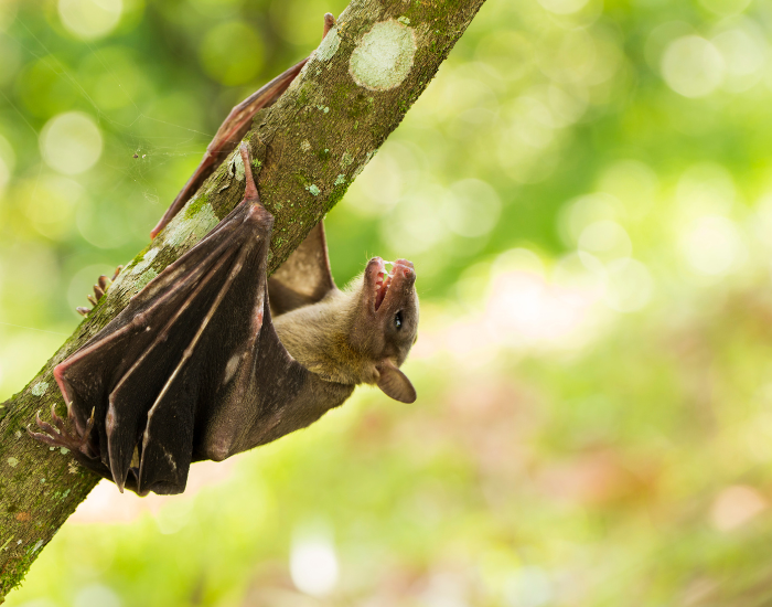 Inonesian-nose-tube-bat.webp an indonesian nose tube bat hanging from a bran tree