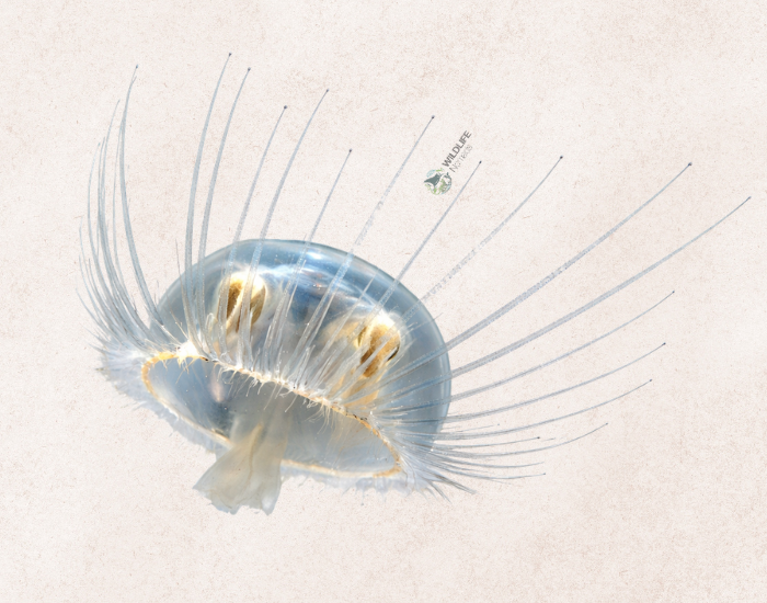 Integral-Jellyfish-Orchistoma-integrale.webp illustration of an integral jellyfish