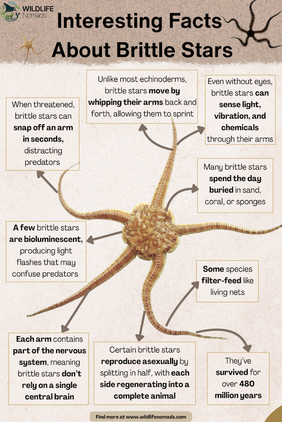 Interesting-Facts-About-Brittle-Stars.webp Interesting Facts About Brittle Stars infographic