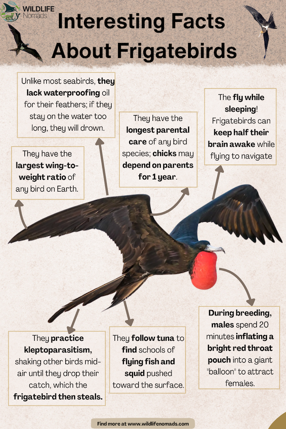 Interesting-Facts-About-Frigatebirds.webp Interesting Facts About Frigatebirds infographic