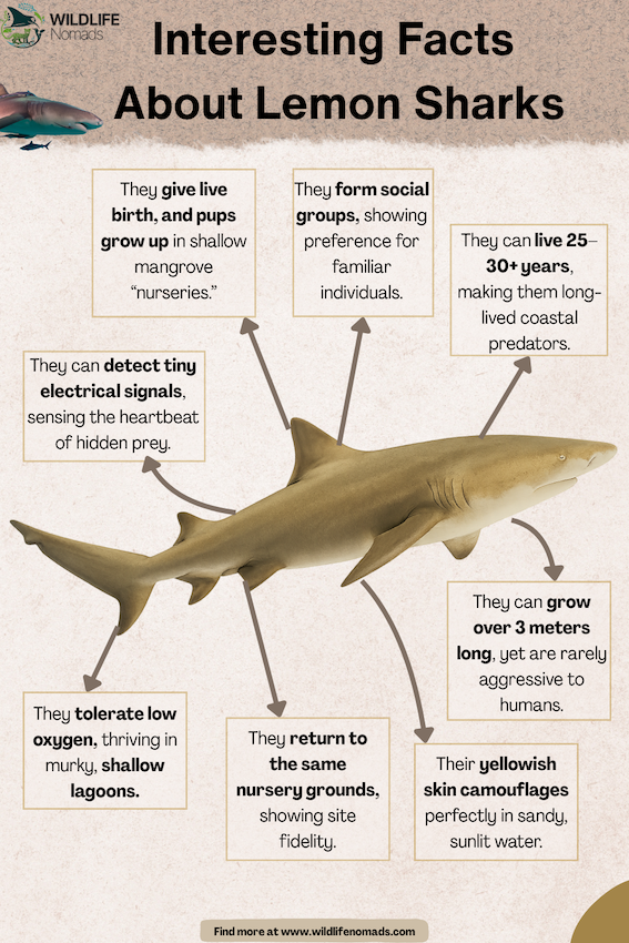 Interesting Facts  About Lemon Sharks by wildlife nomads
