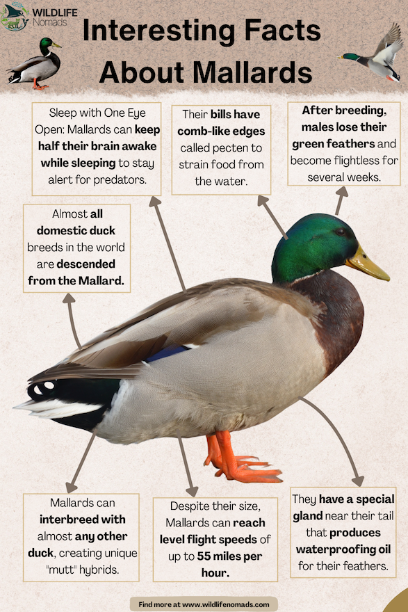 Interesting-Facts-About-Mallards.webp Interesting Facts About Mallards infographic showing a mallard and facts