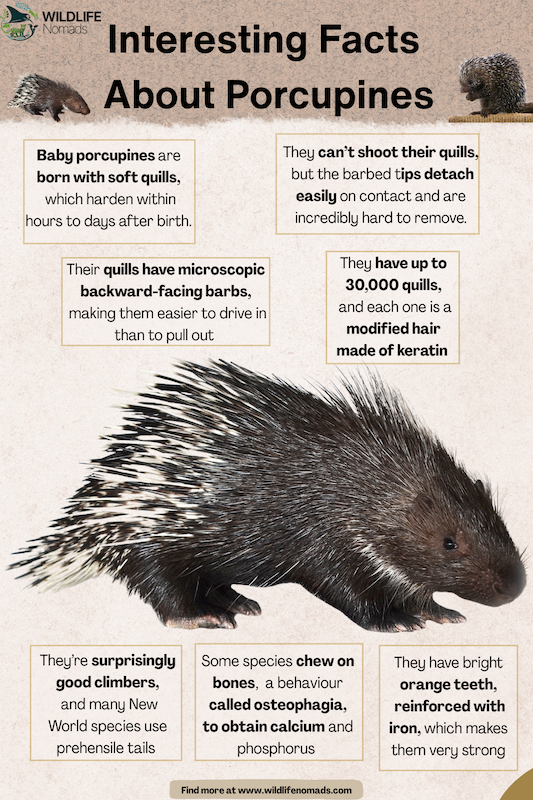 Interesting-Facts-About-Porcupines.webp Interesting Facts About Porcupines infographic