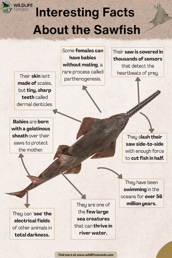 infographic showing sawfish and facts around it