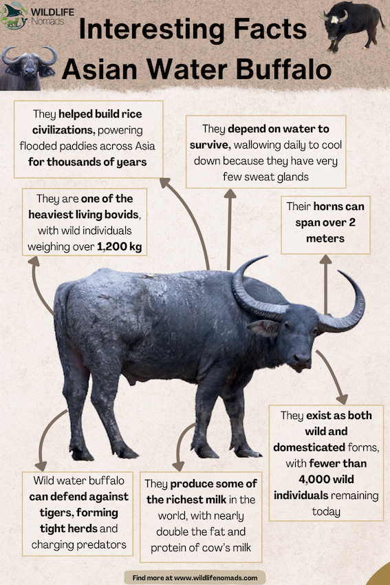 Interesting-Facts-Asian-Water-Buffalo-infographic-by-wildlife-nomads.webp infographic showing Facts about the Asian Water Buffalo