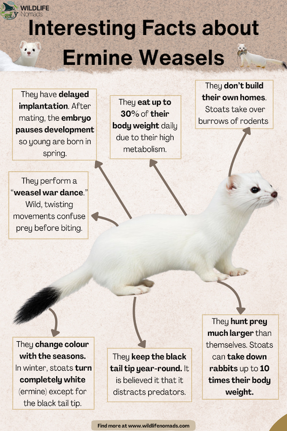 Interesting-Facts-about-Ermine-Weasel-by-wildlife-nomads.webp infographic about Interesting Facts about Ermine Weasels