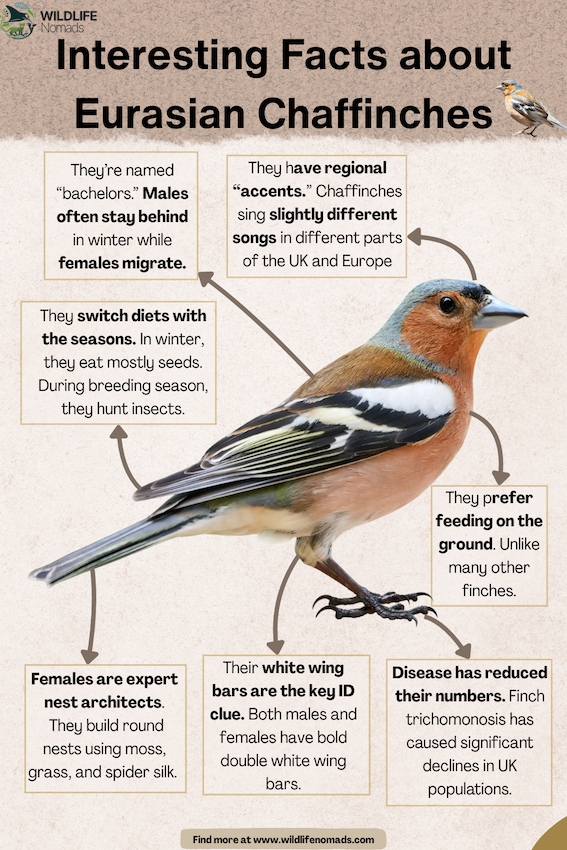 Interesting-Facts-about-Eurasian-Chaffinch-bird.webp Interesting Facts about Eurasian Chaffinches interesting facts