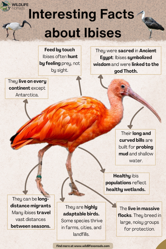 Interesting Facts about Ibises infographic
