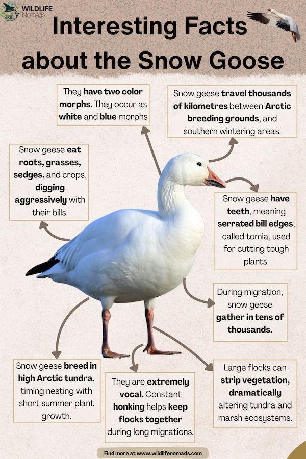 Interesting-Facts-about-the-Snow-Goose.webp Interesting Facts about the Snow Goose infographic