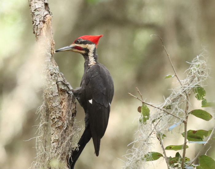 Ivory-Billed-Woodpecker-Campephilus-principalis.webp Ivory-Billed Woodpecker perched on a tree