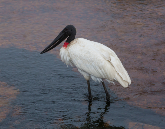 Jabiru-Jabiru-mycteria.webp Jabiru walking on shallow wetland