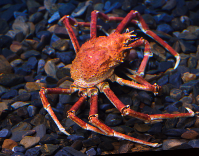 a Japanese Spider Crab on the ground