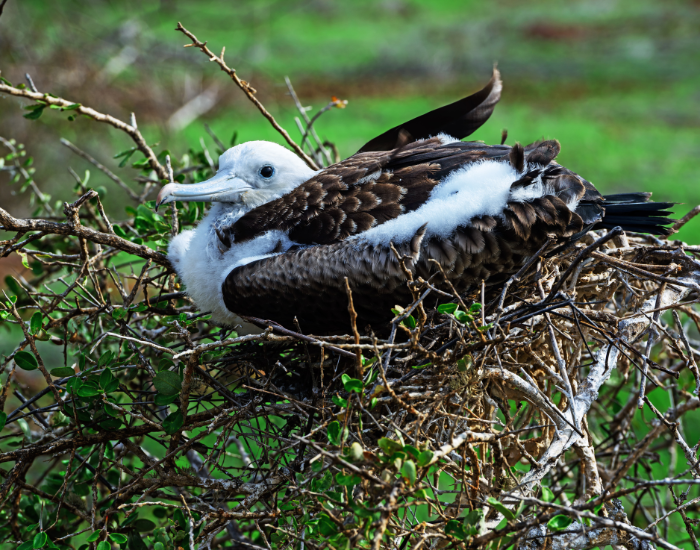 Juvenile-frigate-bird-on-nest.webp juvenile frigatebird on nest in the wild