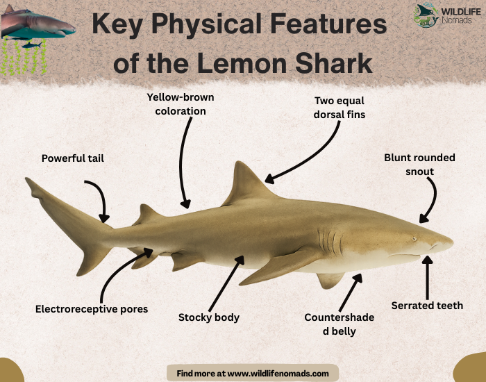 Key Physical Features of the Lemon Shark infographic