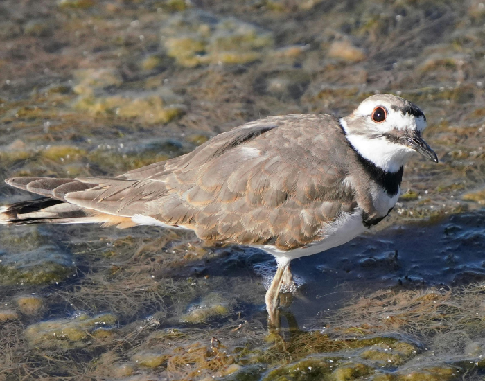 Killdeer-Charadrius-vociferus.webp close up of a Killdeer