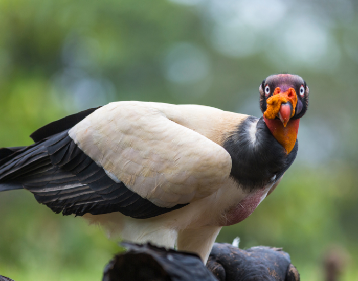 King Vulture clos eup