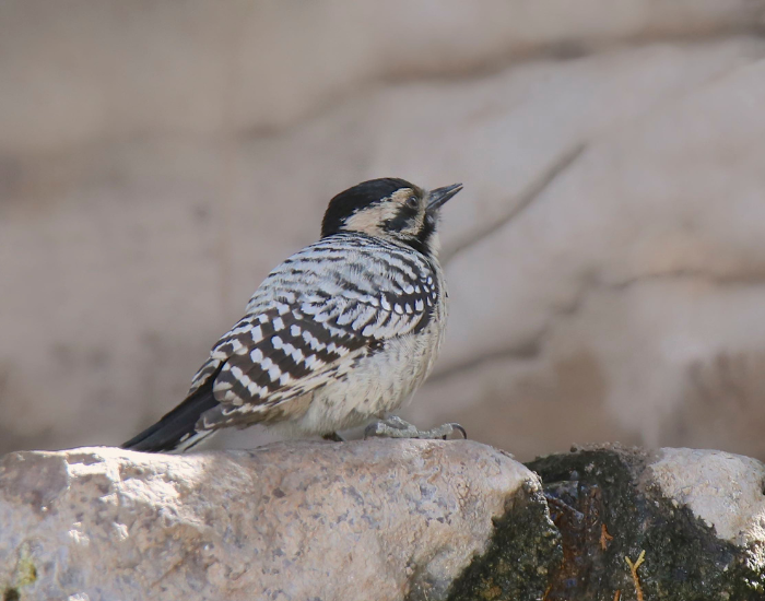 Ladder-Backed-Woodpecker-Dryobates-scalaris.webp Ladder-Backed Woodpecker resting on a rock in the wild