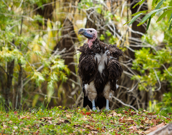 Lappet-Faced Vulture in the wild among vegetation