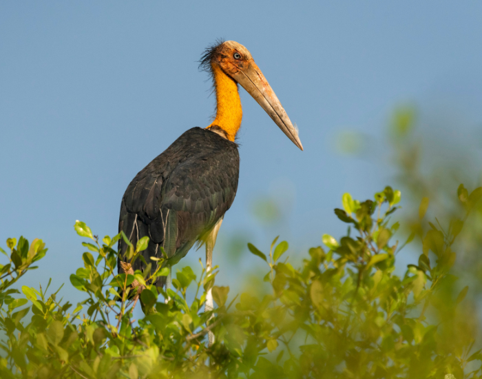 Lesser-Adjutant-Leptoptilos-javanicus.webp Lesser Adjutant standing on top of a tree