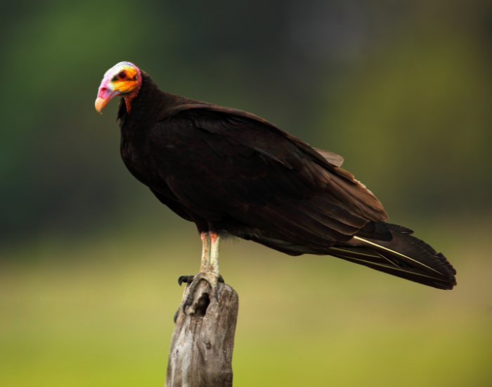 Lesser Yellow-Headed Vulture standing over a log