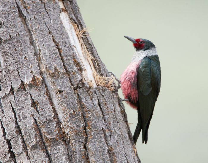 Lewiss-Woodpecker-Melanerpes-lewis.webp Lewis’s Woodpecker perched on a tree trunk