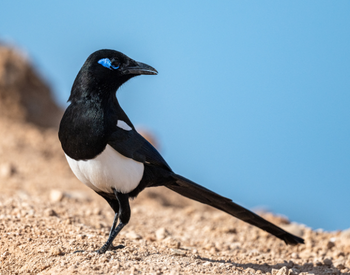 Maghreb-Magpie-Pica-mauritanica.webp Maghreb Magpie standing on soil in its habitat