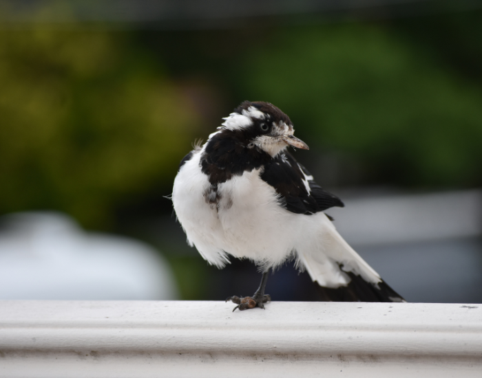 Magpie-lark-Grallina-cyanoleuca-photo-by-cesar-medina.webp Magpie-lark on a fence close up