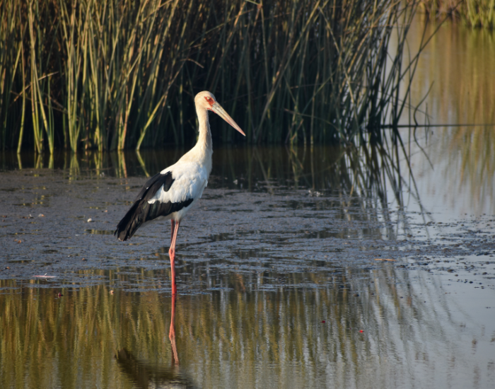 Maguari-Stork-Ciconia-maguari-1.webp Maguari Stork standing still in a wetland