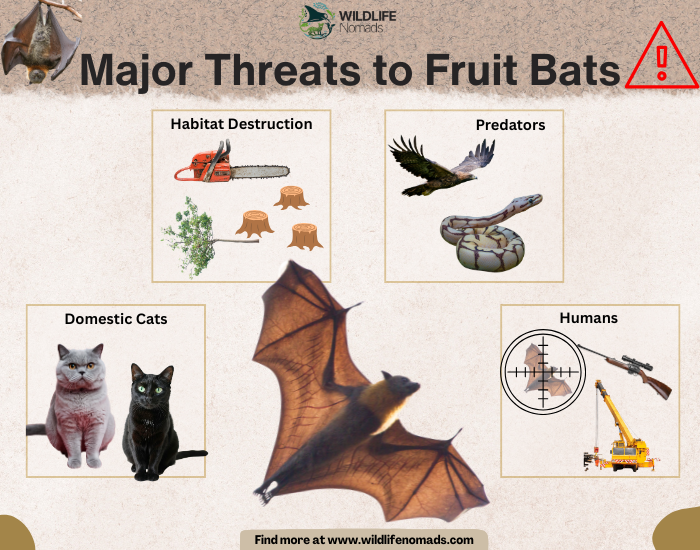Major-Threats-to-Fruit-Bats-infographic.webp Major Threats to Fruit Bats infographic