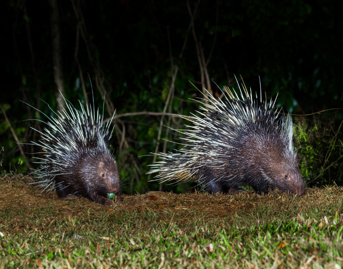 Malayan-Porcupine-Hystrix-brachyura.webp couple of Malayan Porcupine in the wild