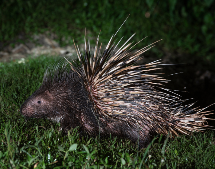Malayan-porcupine.webp Malayan porcupine walking