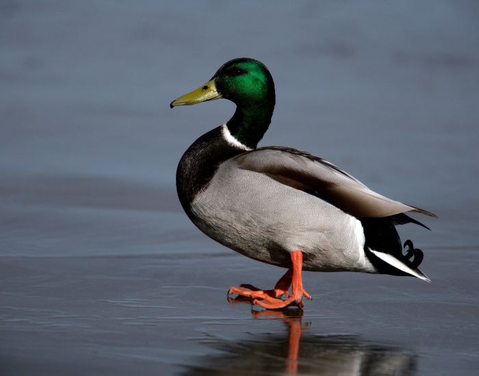 Mallards-walking.webp mallard standing on a beach