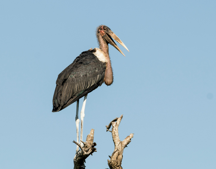 Marabou-Stork-Leptoptilos-crumenifer.webp Marabou Stork standing on top of a tree or mangrove