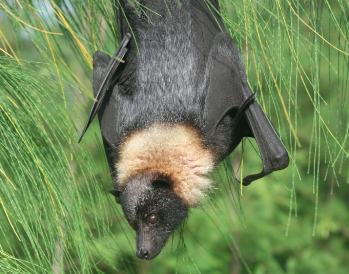 Mariana-Fruit-Bat-.webp close up of a Mariana Fruit Bat hanging upside down