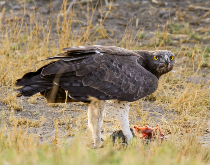 Martial-Eagle-Polemaetus-bellicosus.webp Martial Eagle standing on the ground eating carrion