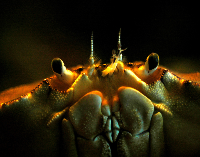 Metacarcinus-magister-Dungeness-Crab.webp close up of a Dungeness Crab
