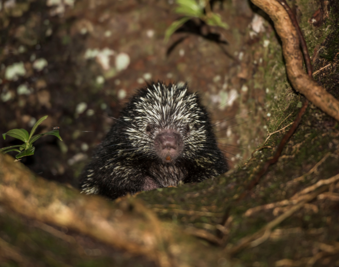 Mexican-Hairy-Dwarf-Porcupine-Coendou-mexicanus.webp Mexican Hairy Dwarf Porcupine in the wild