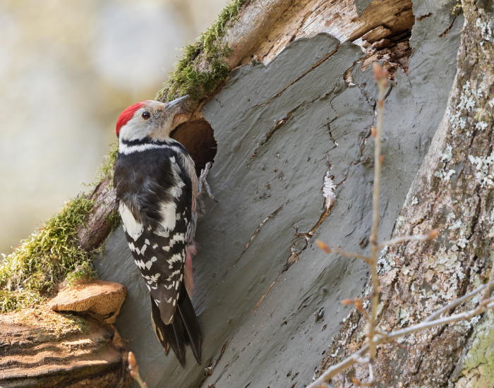 Middle-Spotted-Woodpecker-Dendrocoptes-medius.webp Middle Spotted Woodpecker on a tree
