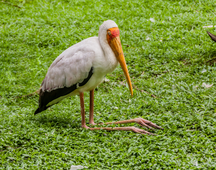 Milky-Stork-Mycteria-cinerea.webp Milky Stork laying on grass