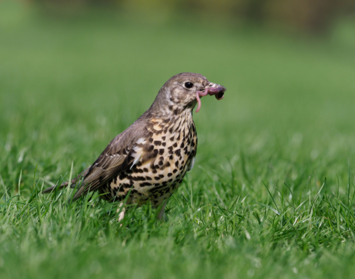 Mistle-Thrush-Turdus-viscivorus.webp Mistle Thrush standing on a grassfield
