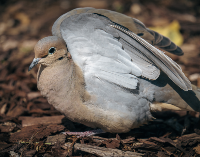 Mourning-Dove-Zenaida-macroura.webp Mourning Dove on the ground
