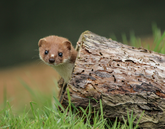 Mustela-erminea-2.webp a ermine coming out from a fallen log looking at you