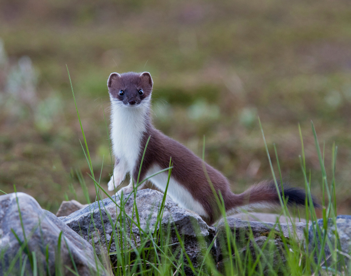Mustela-erminea.webp ermine standing on a rock in the wild