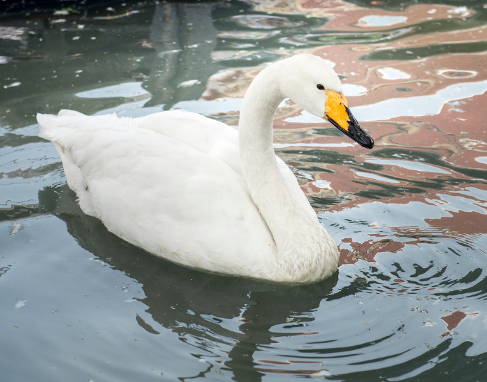 Mute Swan swimming