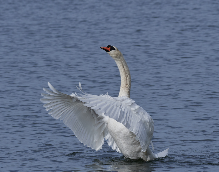 Mute-Swan-Cygnus-olor.webp Mute Swan swimming