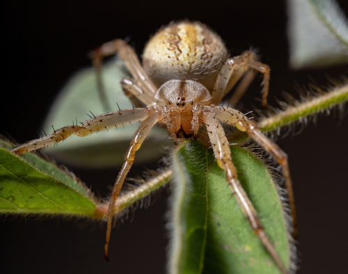 Neoscona spider with black background