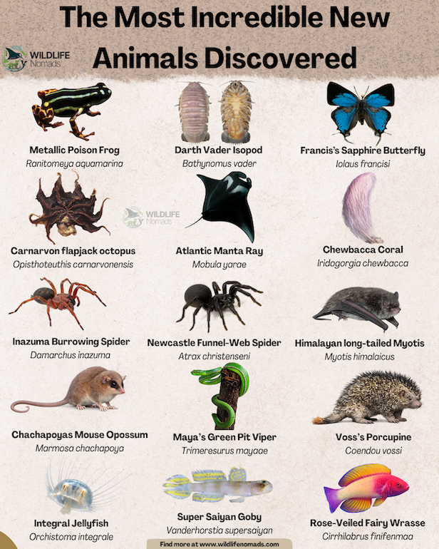 New-Animal-species-Discovered.webp New Animals Discovered infographic showing 15 species