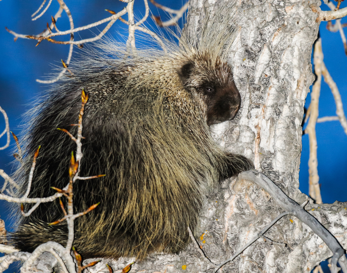 North-American-Porcupine-Erethizon-dorsatum-in-tree.webp North American Porcupine on top of a tree
