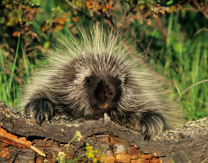North-American-Porcupine-Erethizon-dorsatum.webp North American Porcupine close up in its habitat